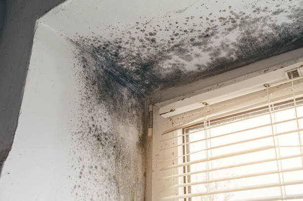 Affordable Hvac And Air Duct Mold Remediation solutions in Annandale, MN